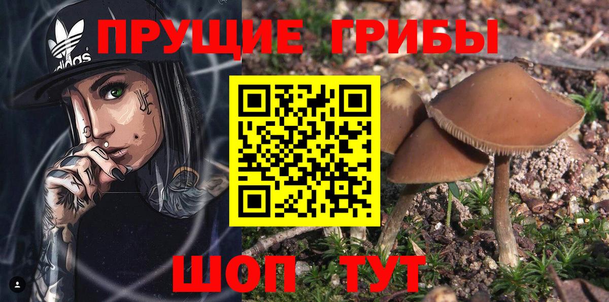 Псилоцибиновые грибы Magic Shrooms  Псилоцибиновые грибы GOLDEN TEACHER  Астрахань  Вход с VPN 